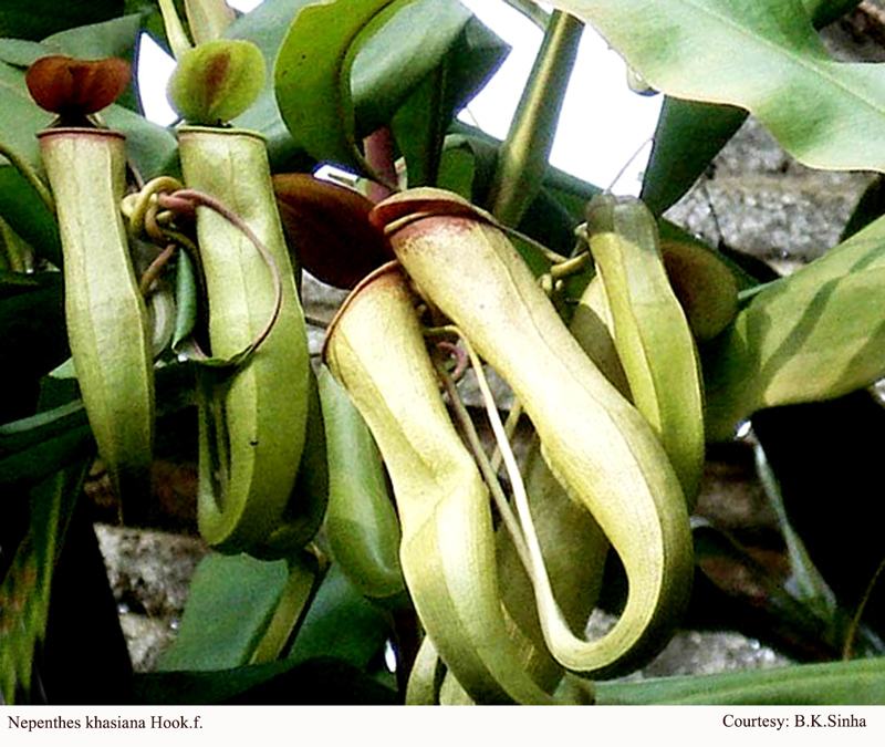 Nepenthes khasiana Hook.f.